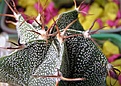 Нажмите на изображение для увеличения.

Название:	astrophytum_ornatum_2.jpg
Просмотров:	604
Размер:	39.0 Кб
ID:	379498