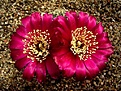 Нажмите на изображение для увеличения.

Название:	Sulcorebutia oenantha JK 26.JPG
Просмотров:	1061
Размер:	85.4 Кб
ID:	379503