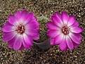 Нажмите на изображение для увеличения.

Название:	Sulcorebutia hertusii HS 125.JPG
Просмотров:	1049
Размер:	68.6 Кб
ID:	379504