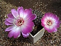 Нажмите на изображение для увеличения.

Название:	Sulcorebutia rauschii WR 289_.JPG
Просмотров:	1045
Размер:	67.4 Кб
ID:	379506
