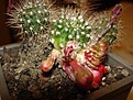 Нажмите на изображение для увеличения.

Название:	ayl cristata flowers.jpg
Просмотров:	520
Размер:	48.7 Кб
ID:	379508