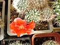Нажмите на изображение для увеличения.

Название:	ayl flower.jpg
Просмотров:	519
Размер:	49.9 Кб
ID:	379513