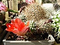 Нажмите на изображение для увеличения.

Название:	aylo flower.jpg
Просмотров:	500
Размер:	48.8 Кб
ID:	379514