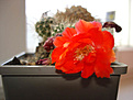 Нажмите на изображение для увеличения.

Название:	ayl crist flower.jpg
Просмотров:	552
Размер:	47.8 Кб
ID:	379515