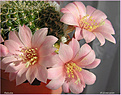 Нажмите на изображение для увеличения.

Название:	Rebutia 24042006.jpg
Просмотров:	117
Размер:	78.8 Кб
ID:	379518