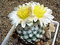 Нажмите на изображение для увеличения.

Название:	Pediocactus winkleri SB 737.JPG
Просмотров:	273
Размер:	58.7 Кб
ID:	379521