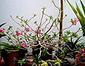 Нажмите на изображение для увеличения.

Название:	adenium01.jpg
Просмотров:	326
Размер:	76.7 Кб
ID:	379525