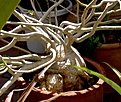 Нажмите на изображение для увеличения.

Название:	adenium02.jpg
Просмотров:	323
Размер:	67.0 Кб
ID:	379526