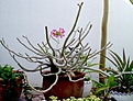 Нажмите на изображение для увеличения.

Название:	adenium03.jpg
Просмотров:	304
Размер:	54.1 Кб
ID:	379527