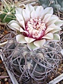 Нажмите на изображение для увеличения.

Название:	Gymnocalycium spegazzinii \'\'v horizonthalonium\'\'.JPG
Просмотров:	153
Размер:	64.6 Кб
ID:	379529