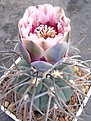 Нажмите на изображение для увеличения.

Название:	Gymnocalycium spegazzinii \'\'v horizonthalonium\'\'_.JPG
Просмотров:	161
Размер:	59.9 Кб
ID:	379530