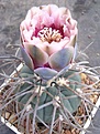 Нажмите на изображение для увеличения.

Название:	Gymnocalycium spegazzinii \'\'v horizonthalonium\'\'_.JPG
Просмотров:	143
Размер:	59.9 Кб
ID:	379530