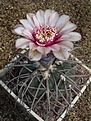 Нажмите на изображение для увеличения.

Название:	Gymnocalycium spegazzinii \'\'v_ horizonthalonium\'\'.JPG
Просмотров:	159
Размер:	70.8 Кб
ID:	379531