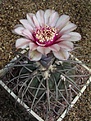 Нажмите на изображение для увеличения.

Название:	Gymnocalycium spegazzinii \'\'v_ horizonthalonium\'\'.JPG
Просмотров:	139
Размер:	70.8 Кб
ID:	379531