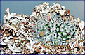 Нажмите на изображение для увеличения.

Название:	Mammillaria duwei_04.jpg
Просмотров:	113
Размер:	69.9 Кб
ID:	379539