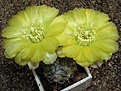 Нажмите на изображение для увеличения.

Название:	Acanthocalycium glaucum.JPG
Просмотров:	600
Размер:	59.1 Кб
ID:	379541