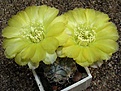 Нажмите на изображение для увеличения.

Название:	Acanthocalycium glaucum.JPG
Просмотров:	489
Размер:	59.1 Кб
ID:	379541