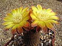 Нажмите на изображение для увеличения.

Название:	Reicheocactus pseudoreicheanus=Lobivia famatimensis.JPG
Просмотров:	565
Размер:	56.9 Кб
ID:	379548