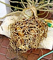 Нажмите на изображение для увеличения.

Название:	adenium05.jpg
Просмотров:	318
Размер:	101.2 Кб
ID:	379551