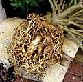 Нажмите на изображение для увеличения.

Название:	adenium04.jpg
Просмотров:	307
Размер:	110.8 Кб
ID:	379552