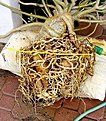 Нажмите на изображение для увеличения.

Название:	adenium05_copy.JPG
Просмотров:	296
Размер:	97.4 Кб
ID:	379553