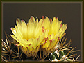 Нажмите на изображение для увеличения.

Название:	Notocactus_ 28042006.jpg
Просмотров:	120
Размер:	57.5 Кб
ID:	379555