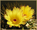 Нажмите на изображение для увеличения.

Название:	Notocactus2_ 28042006.jpg
Просмотров:	123
Размер:	57.4 Кб
ID:	379556