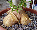 Нажмите на изображение для увеличения.

Название:	adenium_caudecs.jpg
Просмотров:	387
Размер:	104.1 Кб
ID:	379557