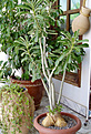 Нажмите на изображение для увеличения.

Название:	adenium_caudecs1.jpg
Просмотров:	428
Размер:	92.3 Кб
ID:	379558
