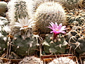 Нажмите на изображение для увеличения.

Название:	Turbinicarpus varius.jpg
Просмотров:	576
Размер:	132.0 Кб
ID:	379559