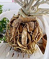 Нажмите на изображение для увеличения.

Название:	adenium07.jpg
Просмотров:	322
Размер:	73.5 Кб
ID:	379560