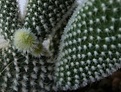 Нажмите на изображение для увеличения.

Название:	Opuntia microdasys_Baby.JPG
Просмотров:	256
Размер:	22.7 Кб
ID:	379567