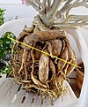 Нажмите на изображение для увеличения.

Название:	adenium07_copy.JPG
Просмотров:	371
Размер:	72.4 Кб
ID:	379568
