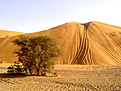 Нажмите на изображение для увеличения.

Название:	sand_of_oman.jpg
Просмотров:	333
Размер:	49.4 Кб
ID:	379572