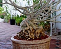 Нажмите на изображение для увеличения.

Название:	adenium_ready01.jpg
Просмотров:	304
Размер:	72.4 Кб
ID:	379574