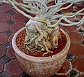 Нажмите на изображение для увеличения.

Название:	adenium_ready02.jpg
Просмотров:	299
Размер:	81.9 Кб
ID:	379575