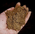 Нажмите на изображение для увеличения.

Название:	planting05.jpg
Просмотров:	278
Размер:	100.0 Кб
ID:	379581