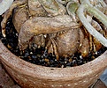 Нажмите на изображение для увеличения.

Название:	planting06.jpg
Просмотров:	273
Размер:	124.9 Кб
ID:	379582