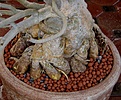 Нажмите на изображение для увеличения.

Название:	planting07.jpg
Просмотров:	282
Размер:	110.2 Кб
ID:	379583