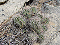 Нажмите на изображение для увеличения.

Название:	Echinocereus.jpg
Просмотров:	194
Размер:	122.3 Кб
ID:	379594