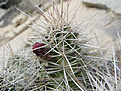 Нажмите на изображение для увеличения.

Название:	Echinocereus2.jpg
Просмотров:	206
Размер:	74.7 Кб
ID:	379595