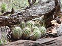 Нажмите на изображение для увеличения.

Название:	Echinocereus3.jpg
Просмотров:	196
Размер:	125.6 Кб
ID:	379596