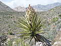 Нажмите на изображение для увеличения.

Название:	Yucca_mojavensis.jpg
Просмотров:	161
Размер:	107.9 Кб
ID:	379599