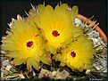 Нажмите на изображение для увеличения.

Название:	Notocactus1_ 01052006.jpg
Просмотров:	125
Размер:	61.2 Кб
ID:	379604