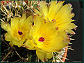 Нажмите на изображение для увеличения.

Название:	Notocactus_ 01052006.jpg
Просмотров:	121
Размер:	71.4 Кб
ID:	379605