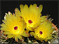 Нажмите на изображение для увеличения.

Название:	Notocactus2_ 01052006.jpg
Просмотров:	119
Размер:	59.0 Кб
ID:	379606