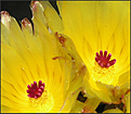 Нажмите на изображение для увеличения.

Название:	Notocactus2a_ 01052006.jpg
Просмотров:	105
Размер:	53.8 Кб
ID:	379607