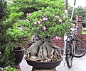 Нажмите на изображение для увеличения.

Название:	bonsai_02.jpg
Просмотров:	258
Размер:	49.4 Кб
ID:	379619