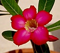 Нажмите на изображение для увеличения.

Название:	adenium_thai04.jpg
Просмотров:	214
Размер:	46.7 Кб
ID:	379710