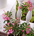 Нажмите на изображение для увеличения.

Название:	adenium16.jpg
Просмотров:	224
Размер:	49.3 Кб
ID:	379711